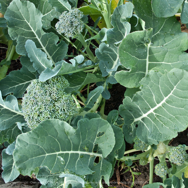 De Cicco Broccoli, pre 1890 Heirloom, Organic